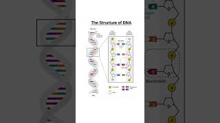 Linkage between sugar and Nitrogen base in DNA Different linkagebond in DNA shorts biochem [upl. by Anale]