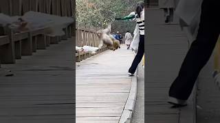 71 ❤️🙈🙉🐵These monkeys are out of control Episode 1 funny best pet compilation monkey pet [upl. by Ane]