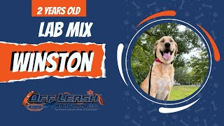 Winston  Dog Reactivity Training Charlotte  Transformation Video [upl. by Elime]