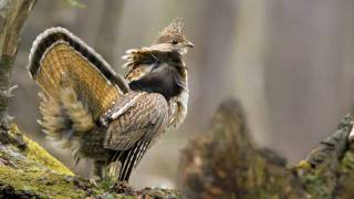 Voices Ruffed Grouse [upl. by Hras]