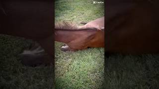 We were going out for a walk and he was dragging his noes 😂 horse mountedgames horselover [upl. by Farrington126]