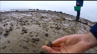 Pêche à Pied en Bretagne palourdeshuitresbigorneaux [upl. by Ydnik]