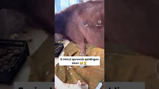 🤣 automobile farzona mma funny fargona memes fargonamashinabozorinarxlari live animals [upl. by Nolaj884]