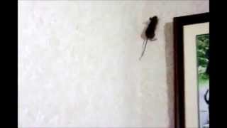 Mouse On Wall [upl. by Dauf]