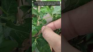 Protect Plants From Leaf Eating Insects shorts plants viralvideo [upl. by Fernandes441]