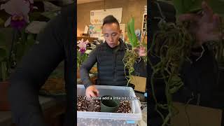 How to Repot Your Orchid [upl. by Atir591]