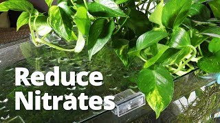 Adding Pothos to improve water quality and reduce nitrates [upl. by Zealand389]