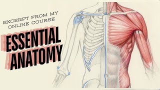 Excerpt from my online course Essential Anatomy [upl. by Hightower742]