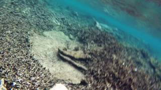 Fiji  Matamanoa  Snorkeling around the island [upl. by Roddie]