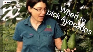 When to Pick Avocados  From the Tree [upl. by Epilihp]