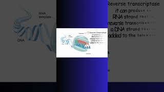 TELOMERASE and TELOMERES REVERSE TRANSCRIPTION dna telomerase physiology rna enzymes cell [upl. by Ys303]