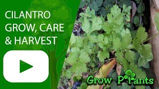 Cilantro plant  growing amp care Coriander [upl. by Fagan]