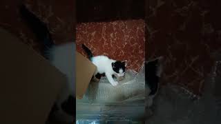 Kitten first time trying to escape mom and his crib kittens cutekitty kittenvideos ytshorts [upl. by Stephenson]