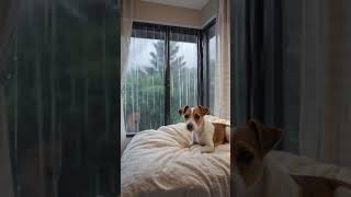 Bella Relaxing in a Cozy Bedroom with Rain Ambient amp LoFi HipHop 🌧️ lofi cozybeats ambient [upl. by Ardnwahsal]