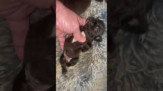 French Bulldog Puppies For Sale [upl. by Svend896]