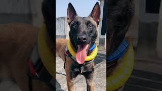 Belgian Malinois Training shepherd doglover dogtraining dog [upl. by Marquita638]