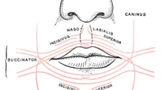 Depressor Anguli Oris [upl. by Grube131]