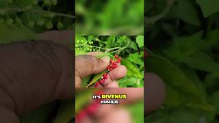 😲Secrets Of The Dog Blood Herb REVEALED Rivina Humilis herbal FULL VID in description [upl. by Nalepka]