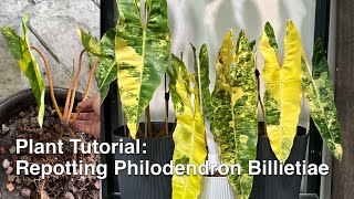 Tutorial Repotting Philodendron Billietiae Variegated 🌿 billietiae tutorial plants [upl. by Barhos582]