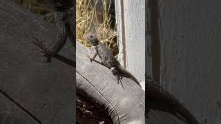 Sceloporus genus of reptiles Lizards reptileshow ReptileShorts LizardShorts [upl. by Eleanora]