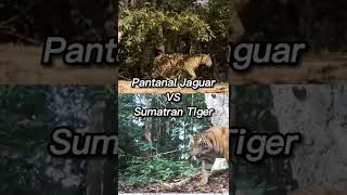 Pantanal Jaguar VS Sumatran Tiger animals shorts wildlife tiger jaguar [upl. by Ailiec]