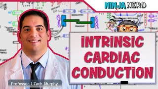 Cardiovascular  Electrophysiology  Intrinsic Cardiac Conduction System [upl. by Gearalt]