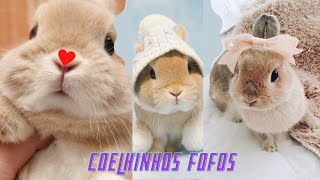 Vídeos Engraçados De Coelhinhos De Bebê Compilação De Coelhos Fofos 2020 [upl. by Shanleigh356]