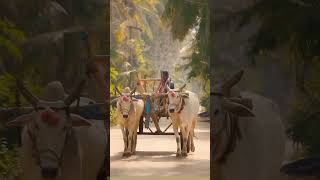 bull cart with an ongole bulls [upl. by Eelorac]