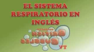 SISTEMA RESPIRATORIO PARA NINOS INGLES BBTV62 [upl. by Thetisa]