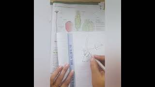 Ovule of ovary biology neet cbse ncert [upl. by Anastasio920]