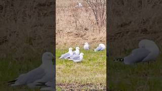 Ringbilled gull birdsloverparrotswildlife browndeernature muledeer horse huskeycanada [upl. by Suinuj]