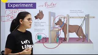 Pavlovs Dog experiment  Classical conditioning theory  Respondent conditioning [upl. by Aillicsirp457]