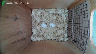 Black Bellied Whistling Duck nest box Florida LIVE STREAM [upl. by Sheley]