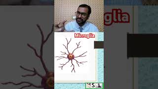 Microglia nursingcompetition nursingnotes [upl. by Fry1]