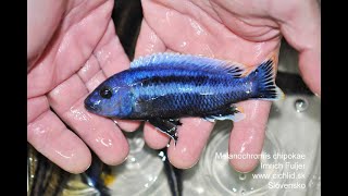 Melanochromis chipokae [upl. by Nyar]