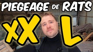 Piégeage XXL dans une ferme infestée de RATS  Épisode 1 [upl. by Hameean]