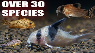 All My Corydoras  Over 30 species of Rare and Common Corys [upl. by Esened953]