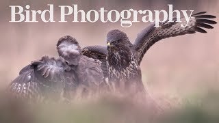 PHOTOGRAPHING BUZZARDS I Bird photography from hide [upl. by Akenat]