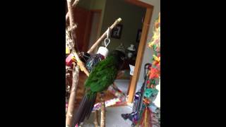 Avery fiery shouldered conure vocalizing [upl. by Milo]