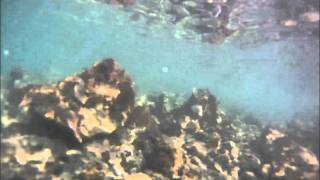 Snorkeling Red Beach Playa Caracas Vieques PRwmv [upl. by Hesther]