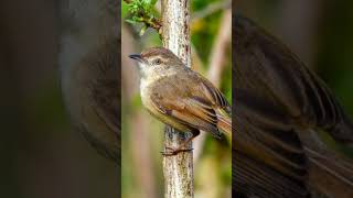 Plain Prinia birds birdsounds birdslover natureandbirdssoundsrelaxingmusic [upl. by Nit]