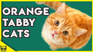 Orange Tabby Cats 101  What You Need To Know About Them [upl. by Nyloc]