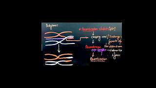 Different phase of meiosis  Prophase 1  Zygotene  Pachytene  Meiosis [upl. by Westbrooke]