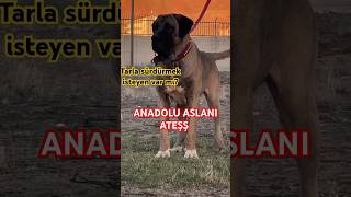 DEV KARABAŞ ANADOLU ASLANI AKSARAY MALAKLISI ATEŞŞŞ MAŞALLAH DİYELİM shorts dog kangal short [upl. by Marlin696]