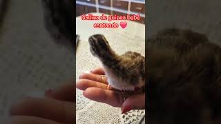 Gallina de guinea Chillando chicken shortsvideo babycute babychiken gallinetas [upl. by Niwroc194]