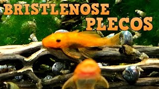 Bristlenose Plecos Keeping Feeding Breeding [upl. by Naujahs]