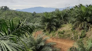 Buat jalan teras lahan kebun sawit terjal [upl. by Syxela]