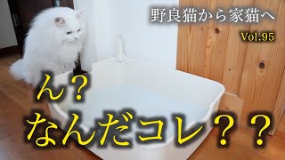 シロちゃんのおトイレシーン初公開！すごい猫砂が届きました！ [upl. by Giwdul242]