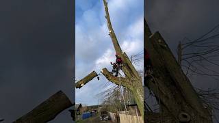 STIHL MS 260 TREE REMOVAL ARBOMAN [upl. by Ahsillek]