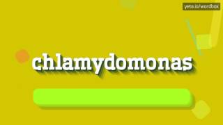 CHLAMYDOMONAS  HOW TO PRONOUNCE CHLAMYDOMONAS chlamydomonas [upl. by Aieka]